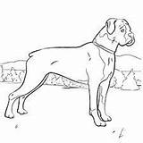 Coloring Dog Boxer Pages Sheets Crafts Print sketch template