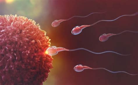 human reproduction introduction