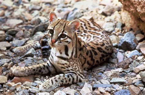 ozelot margay och dvärgtiger katten