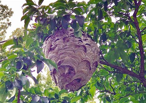 Is This An ‘asian Giant Murder Hornets’ Nest In My Neighborhood