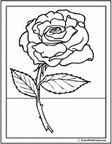 Rose Coloring Pages Stem Roses Pdf Drawing Kids Long Printable Beautiful Sheet Printables Template Getdrawings Customize Drawings 52kb sketch template