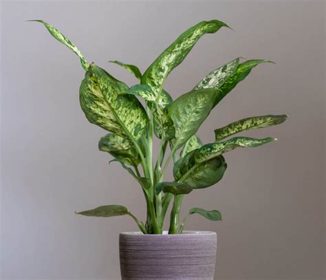 propagate  dumb cane  division step  step  healthy houseplant
