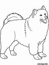 Chien Samoyed Hond Kleurplaten Teken Hondje Decoreren Honden Colorier Husky sketch template