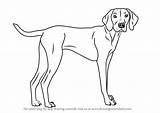 Dog Vizsla Draw Drawing Step Dogs Tutorials Line Drawings Drawingtutorials101 Animal Animals Choose Board sketch template