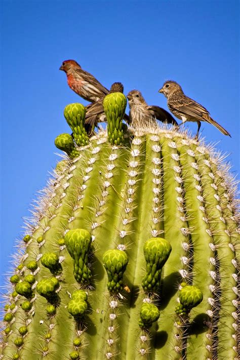 saguaro cactus   greedy guests kuriositas