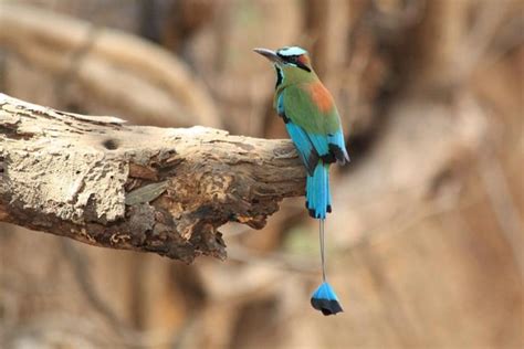 amdavadis4ever rare exotic and beautiful bird species of the world a