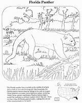 Panther Panthers Endangered Getdrawings Everglades sketch template
