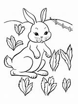 Iepurasi Colorat Hares Desene Iepuri Planse Copii sketch template