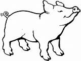 Pig Outline Coloring Clipart Pages Sheet sketch template