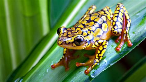 frog animals nature amphibian wallpapers hd desktop  mobile backgrounds