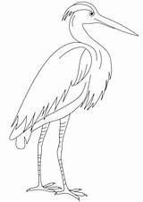 Egret Coloring Heron Pages Printable Categories sketch template