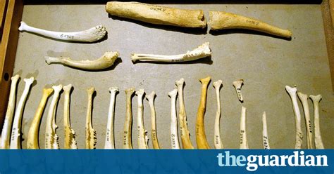 why don t humans have a penis bone scientists may now know science