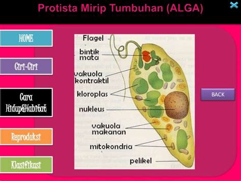 ciri ciri protista mirip tumbuhan alga