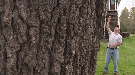 ray township man  donate proceeds  black walnut tree worth   plans  cut