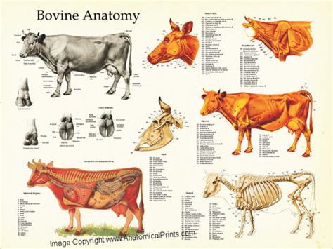 anatomy poster clinical charts  supplies