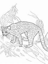 Amur Leopard Pages Coloring Getdrawings Getcolorings sketch template