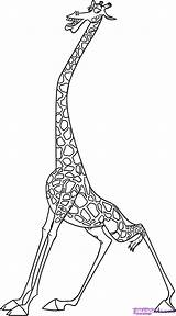 Madagascar Melman Coloring Pages Giraffe sketch template