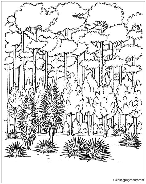 forest trees coloring page  printable coloring pages