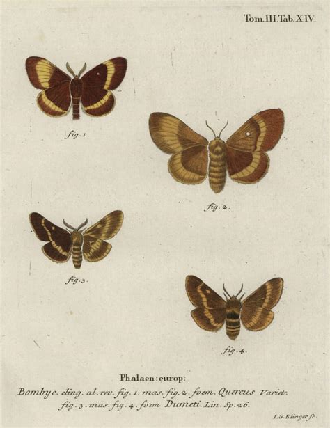 oak eggar and grass eggar moths by johann georg klinger