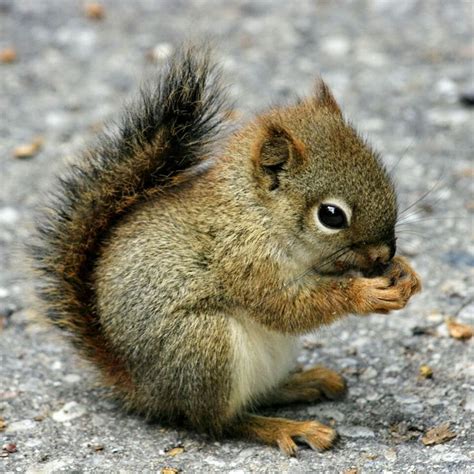 baby squirrel ideas  pinterest fluffy animals flying