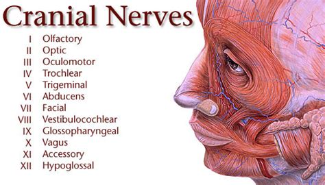 cranial nerve mnemonics making  easy