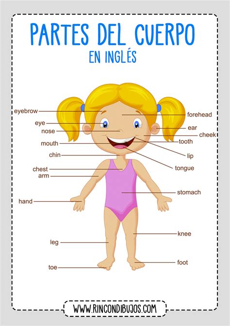 Aprender Las Partes Del Cuerpo En Ingles Rincon Dibujos