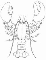 Lobster Claw Lobsters Regenerate Wikiclipart Seashore sketch template