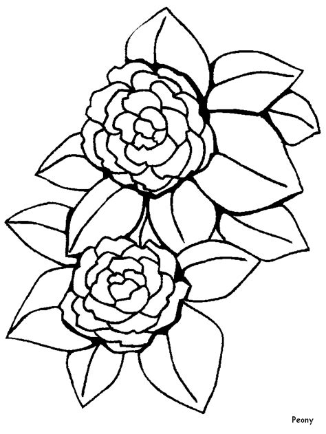 peony flowers coloring pages coloring book