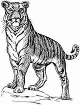 Tiger Drawings Line Drawing Coloring sketch template