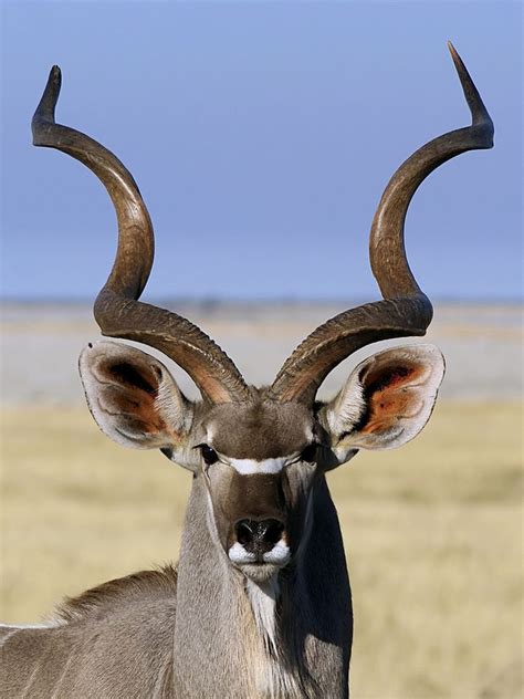 le grand koudou une antilope  barbichette  cornes torsadees