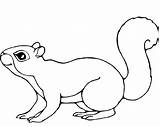 Squirrel Squirrels Everfreecoloring Dxf Eps sketch template