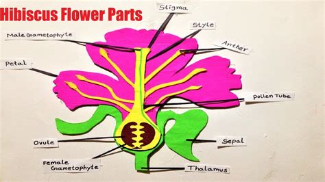 diagram  hibiscus flower