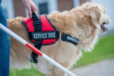 tightening  leash  fake service animals   pet vet