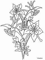 Columbine Flower Coloring Pages Flowers Realistic Drawing Printable Bluebonnet Line Poppy California Coloringpagebook Book Outline Color Botanical Drawings Print Online sketch template