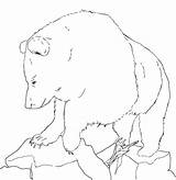 Urs Beruang Mewarnai Colorat Ours Grizzly Planse Coloriages Album Desene Educative Trafic Coloringhome sketch template