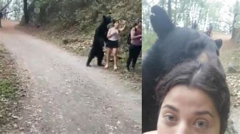 A Black Bear Approached A Group Of Hikers Then Sniffed And Nudged On Of
