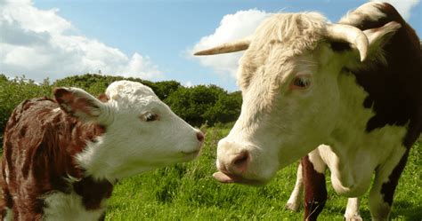 Summer Problems For Dairy Farms Calving Peak Fetal Membrane Retention