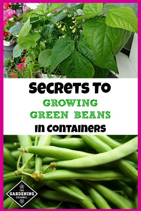 urban gardeners guide  growing green beans  containers