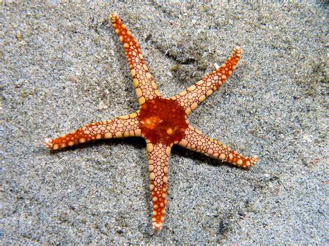 starfish wikipedia