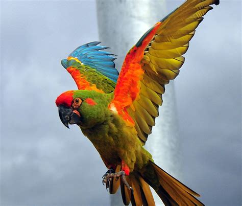 macaw colorful  parrot picture record