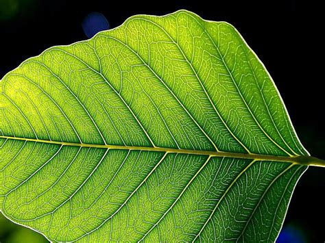 filegreen leaf leavesjpg wikimedia commons