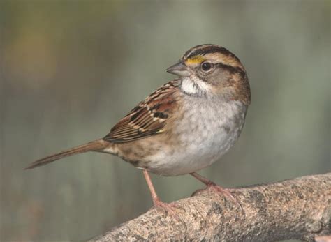 sparrow dev community