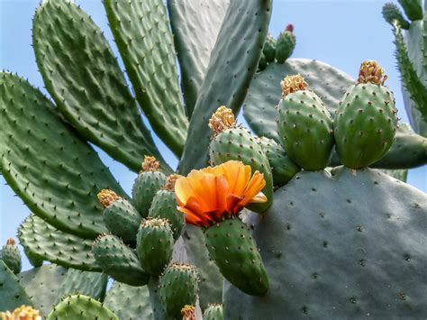 prickly pear cactus  spiked  great benefits
