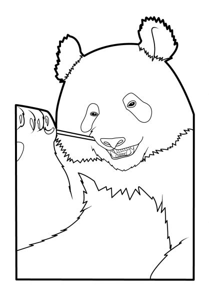 drawing panda  animals printable coloring pages