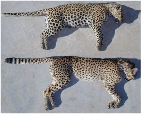 cs   classroom adaptation cheetah  leopard