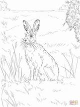 Hare Supercoloring Hares sketch template