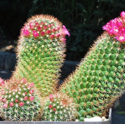 pink flowering cactus mammillaria ernestii large plant succulent