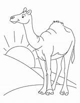 Camel Desert Coloring Pages Sahara Color Animal Drawing Clipart Habitat Printable Kids Cartoon Standing Colouring Clip Animals Arabian Bestcoloringpages Online sketch template