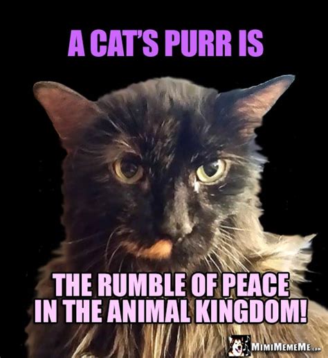 purr fect cat jokes purring kitty riddles funny cat