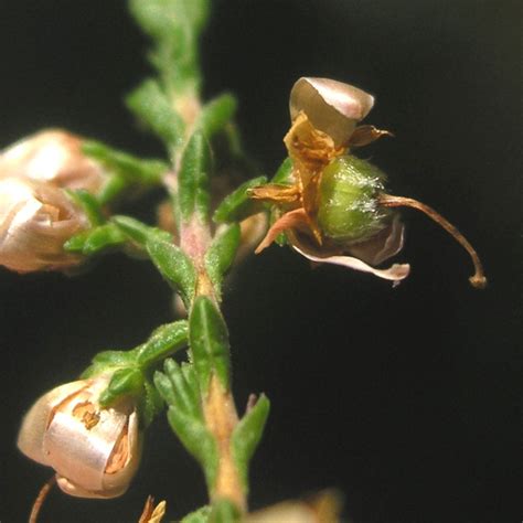 calluna vulgaris heather  botany